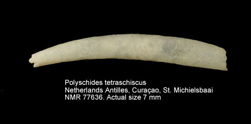 Polyschides tetraschiscus (2).jpg - Polyschides tetraschiscus (Watson,1879)